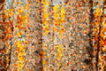 Aspens